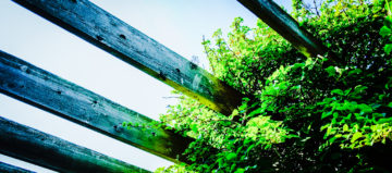 Plant growing on a strong framework to represent a platform for creating sustainable business growth