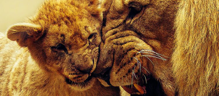 image of a lion and its cub